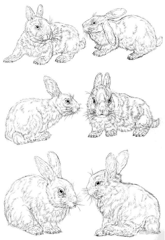 写意兔子画法 写意兔子的正面与侧面画法