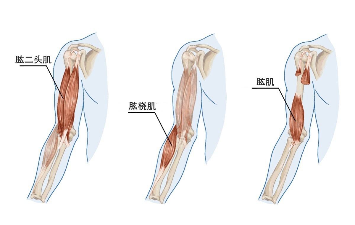 前臂肌肉怎么练 前臂肌肉的八种锻炼方法