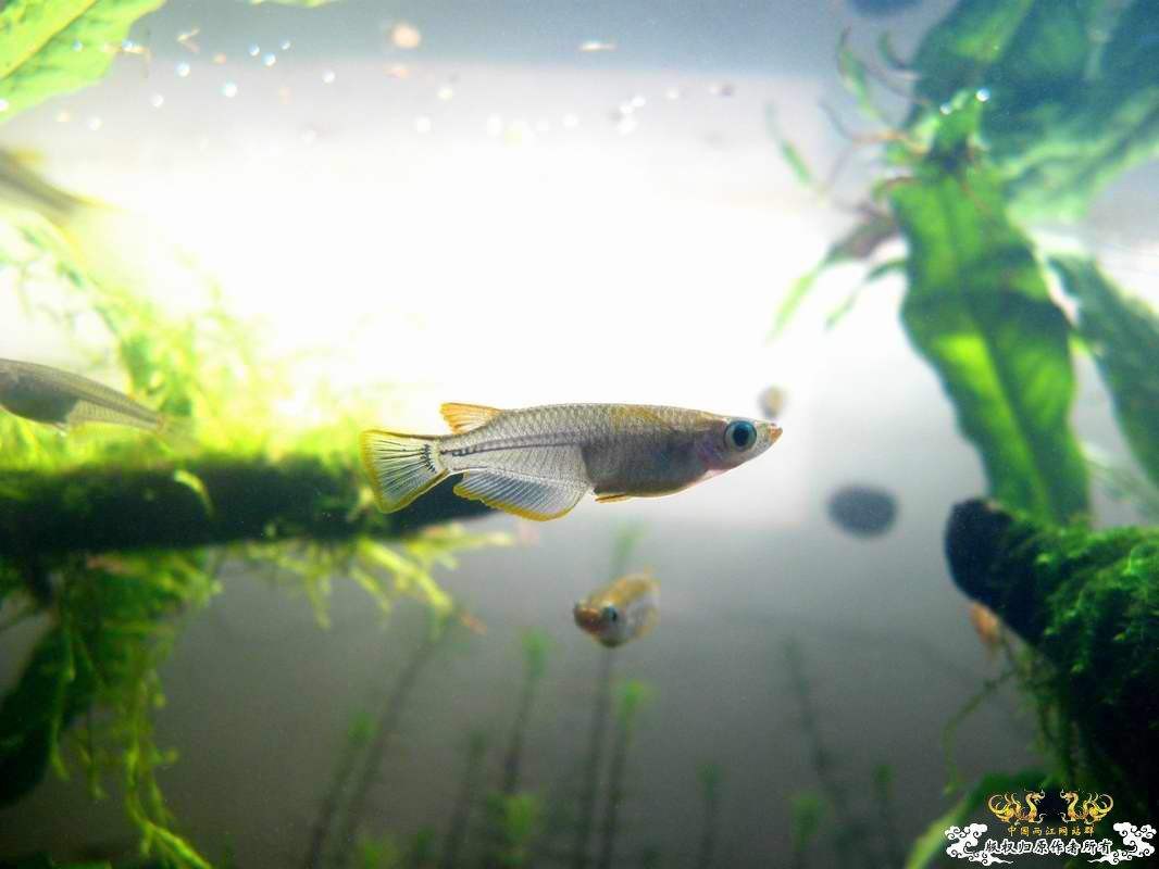 食蚊鱼饲养方法比养花还简单哦