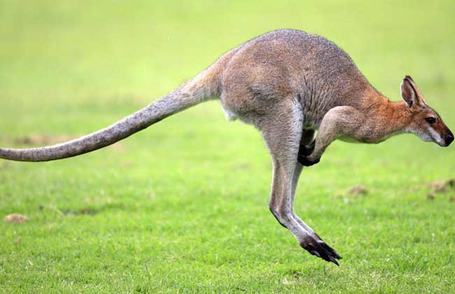 动物的尾巴有什么作用 具有在运动中保持平衡的作用