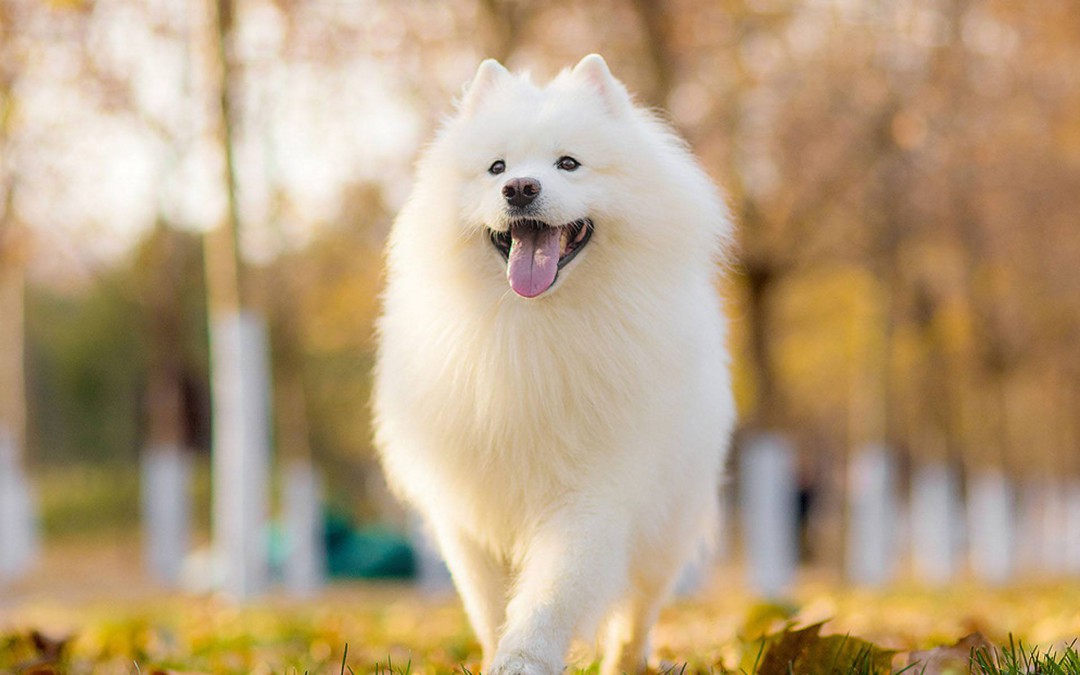 适合家养的中型犬 什么样的中型犬适合家养