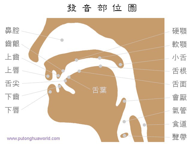 4,/d/ 双唇微开,先用舌尖抵上齿龈,然后突然张开,使气流外冲而成音