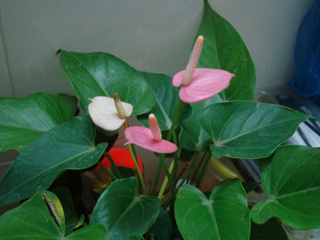 粉掌花的花语粉掌花的花语是什么