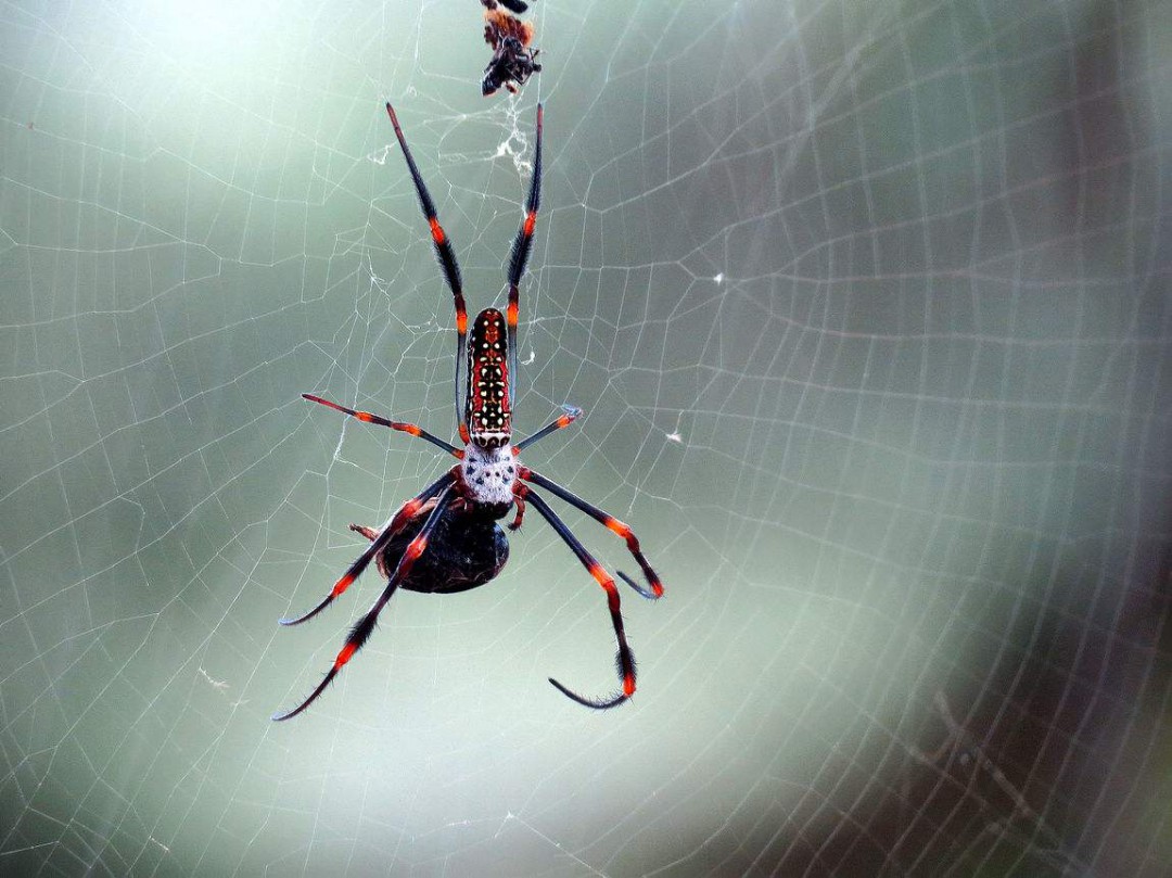 蜘蛛为什么从屁股吐丝 究竟是为什么呢