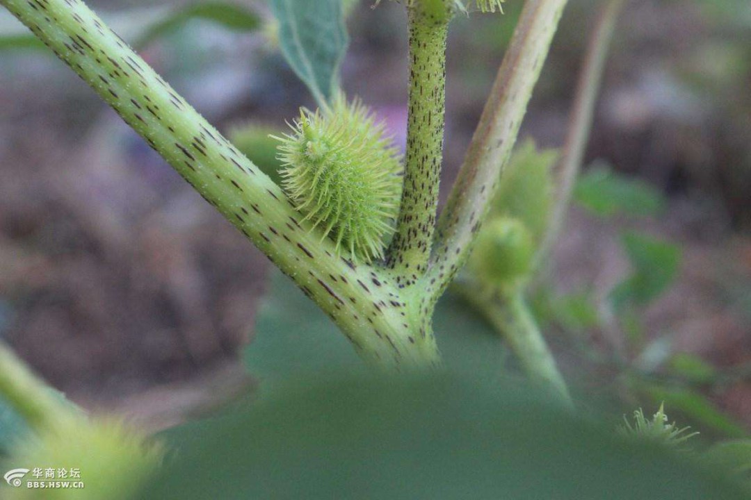 苍耳子植物的功效 没想到有那么好的作用