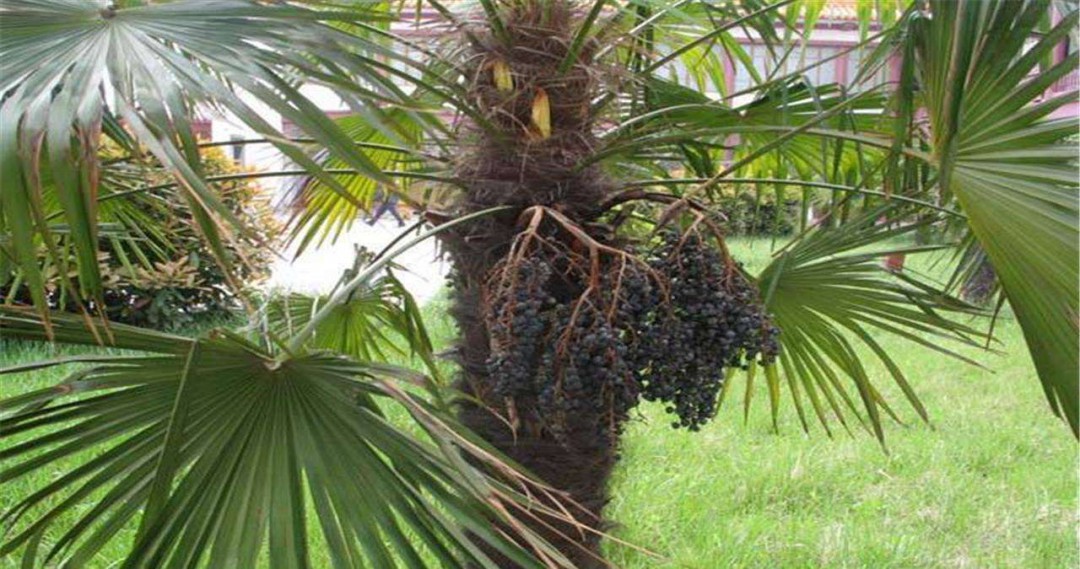 2,棕树心,中药名.为棕榈科植物棕榈trachycarpus fortunei(hook)h.