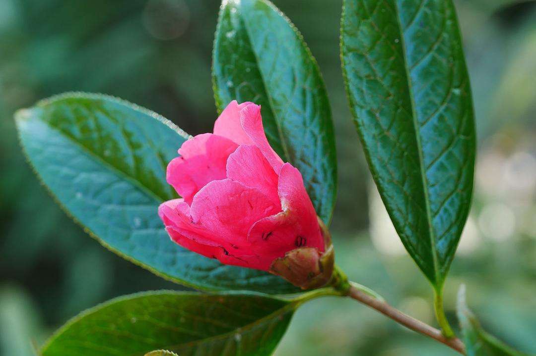 毛蕊红山茶怎么养毛蕊红山茶怎么养详解