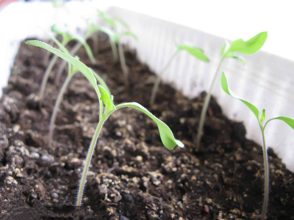 西红柿种子几天发芽大约10天就会发芽