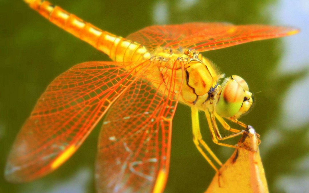 蜻蜓吃什么 把苍蝇和其他小昆虫作为食物