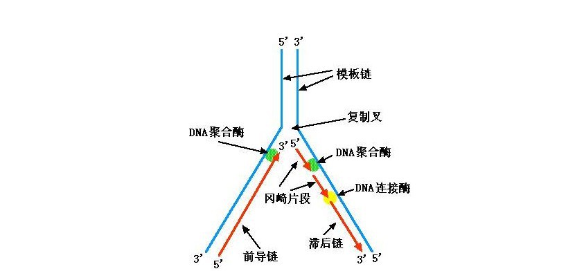 dna复制的结果是一条双制链变成两条一样的双链(如果复制过程正常的话