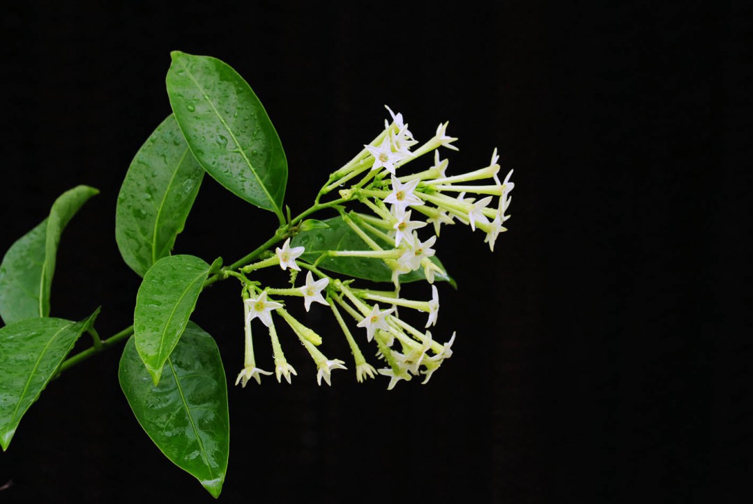 夜来香几月开花夜来香开花月份