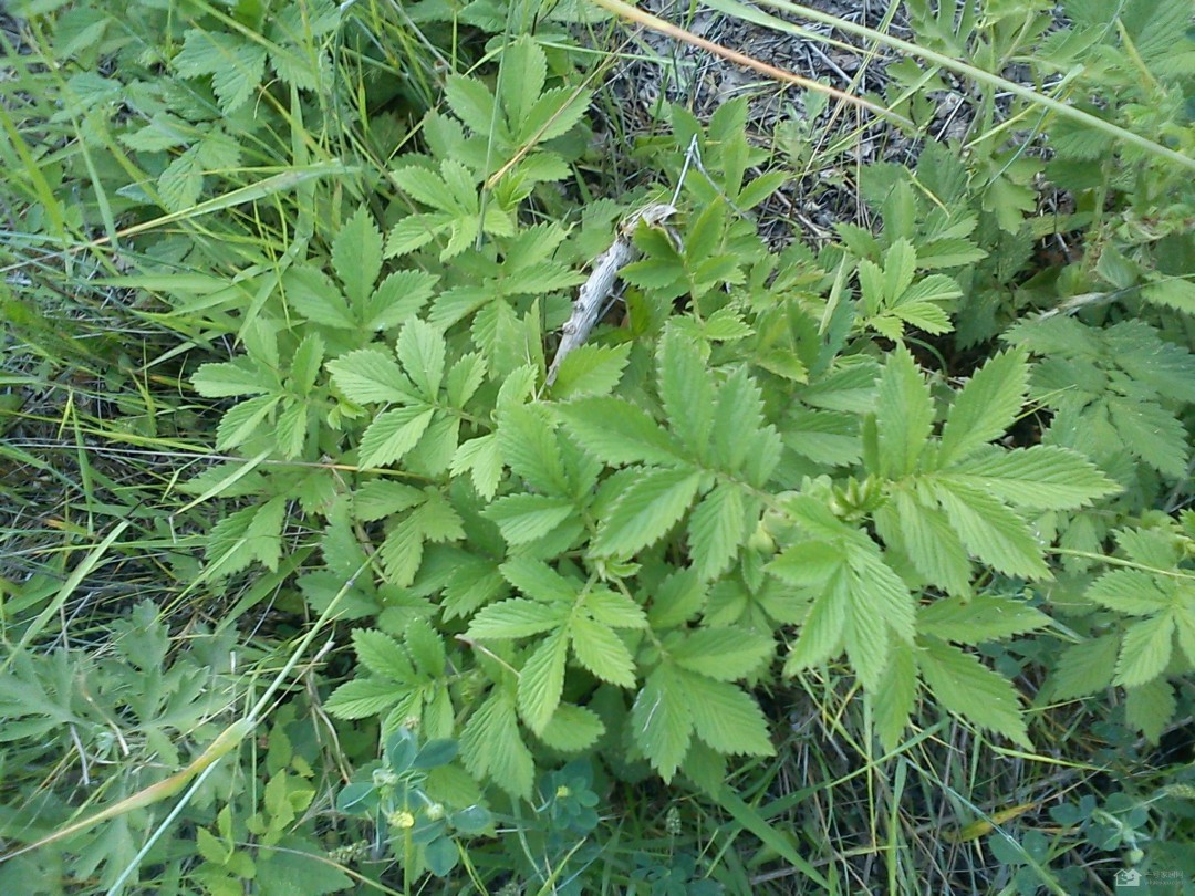 仙鹤草的作用仙鹤草的作用介绍