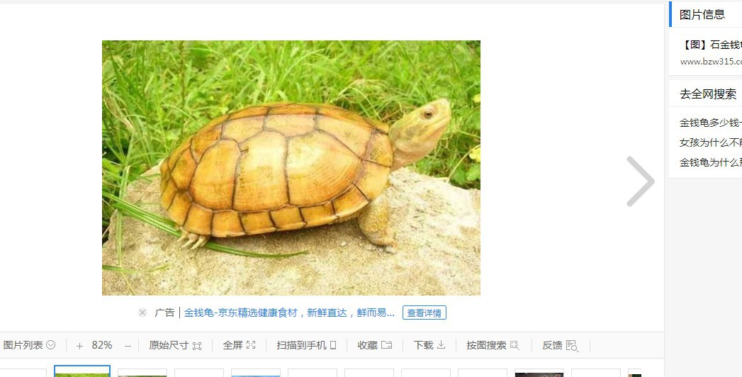 金钱龟多少钱一只 金钱龟外形特征