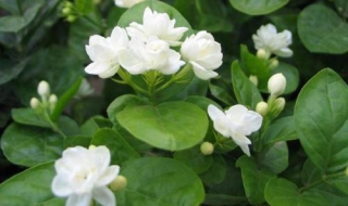 茉莉的養殖方法和注意事項 茉莉怎麽種植需要注意什麽,第2張 茉莉的養殖方法和注意事項 茉莉怎麽種植需要注意什麽,第2張