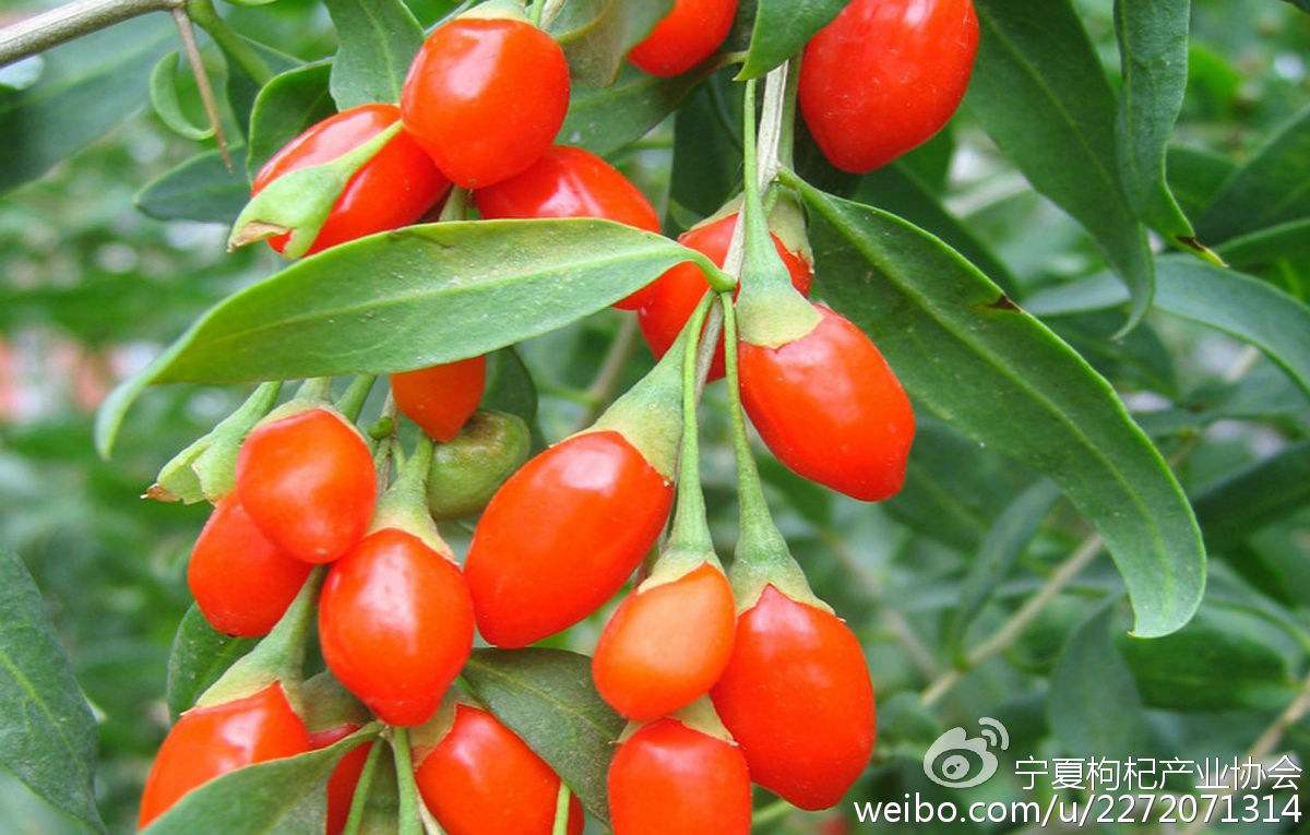 枸杞的属性是寒还是温 经常服用它的人都不知道