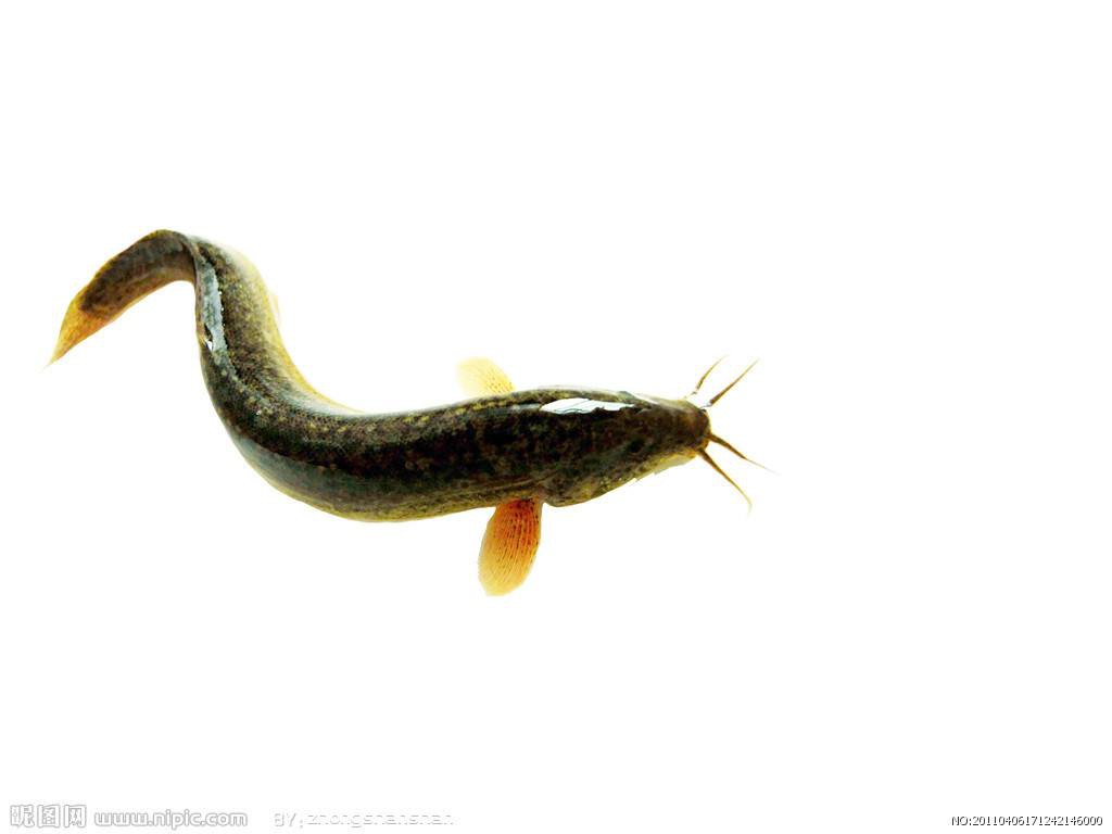 梦到泥鳅,探寻潜意识中的财富与机遇 梦到泥鳅,探寻潜意识中的财富与机遇