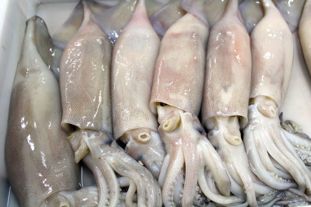 海鲜食材乌贼的图片,图片 - IOS桌面
