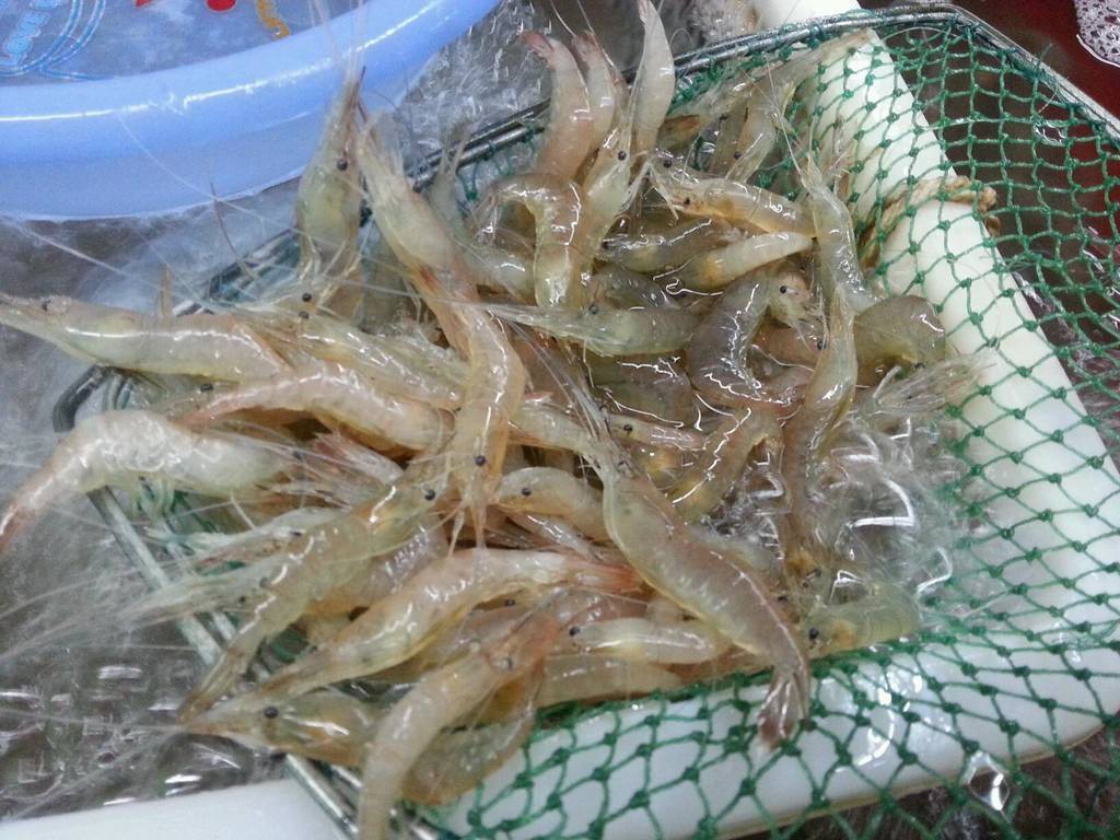 条纹米虾图片