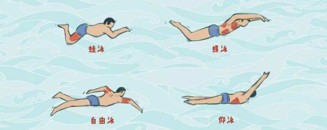 蛙泳的呼吸方法