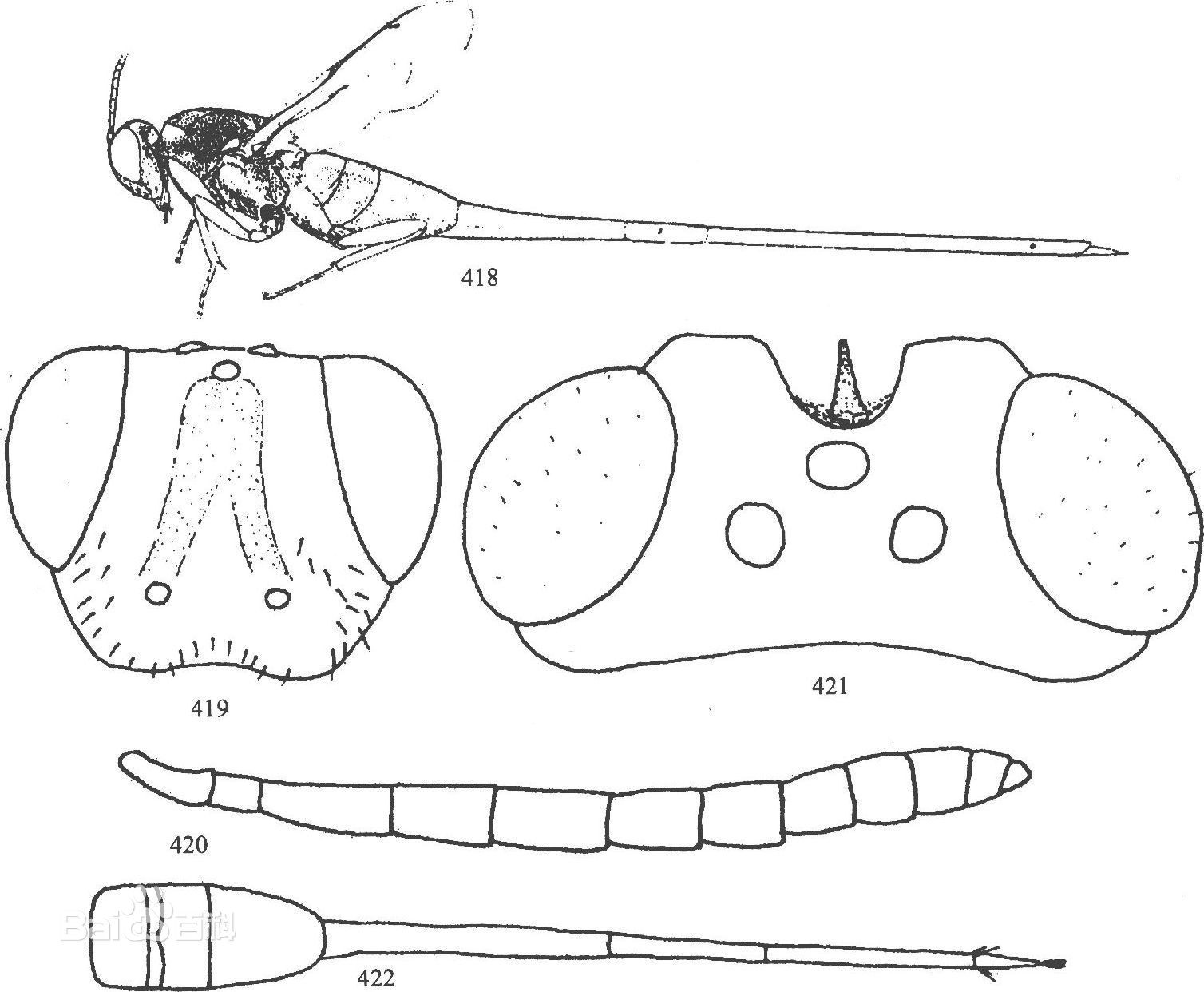 丽锥腹金小蜂介绍 是一种什么动物