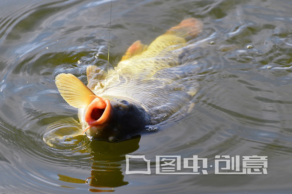 怎样用羊油钓鱼? 羊油这样处理一下上鱼更快