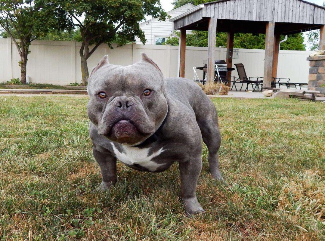 恶霸犬为啥养的都后悔恶霸犬有哪些缺点