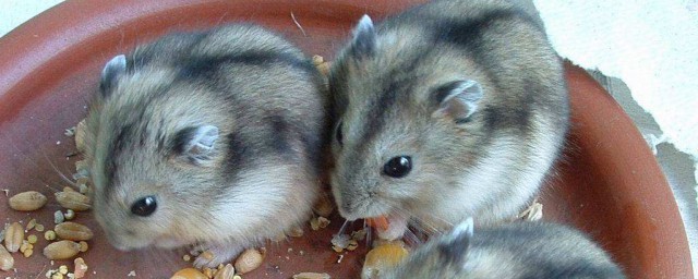 仓鼠和老鼠的区别 别再把他们认成兄弟了