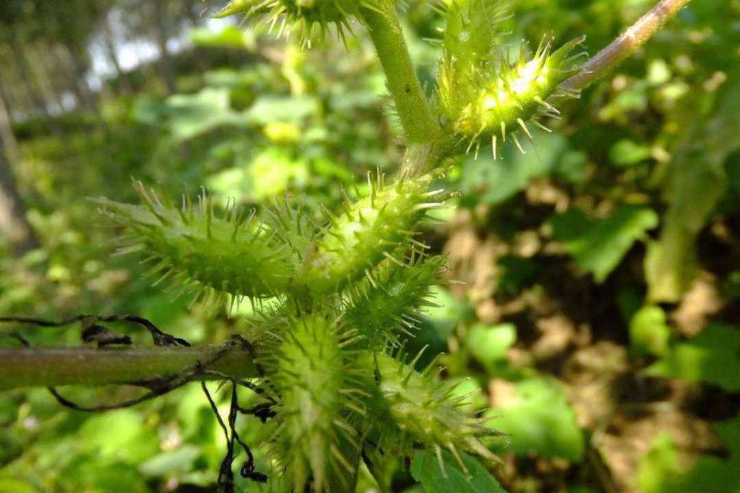 苍耳子可以用于风寒湿痹,也就是风湿性及类风湿性关节炎,它可以疏风