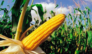 迪卡1563玉米品种是审定的吗 简述迪卡1563玉米的特性及产量表现