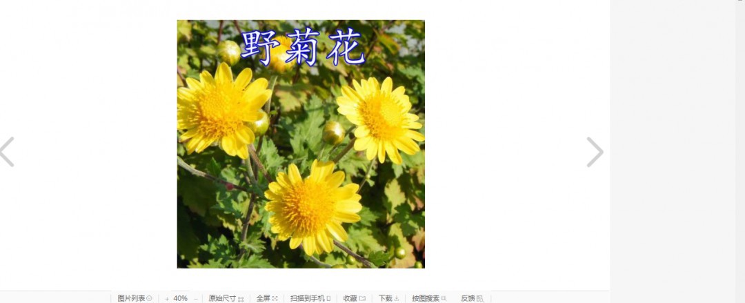 山菊花是什麼季節開的 菊花簡介