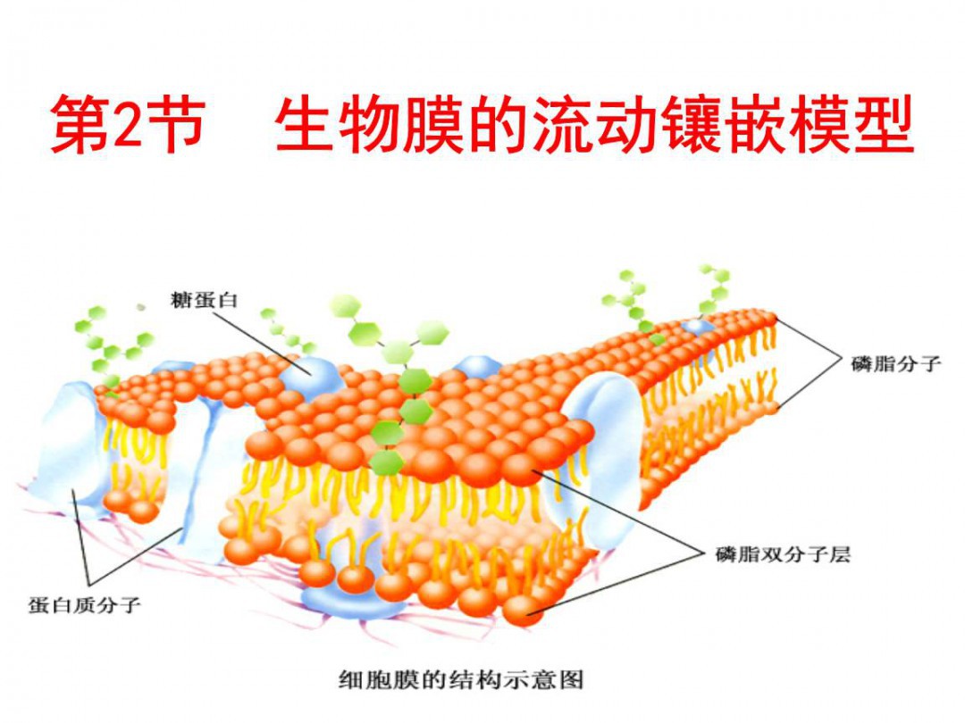 细胞膜蛋白的特点和作用 细胞膜蛋白及其功能_伊秀经验