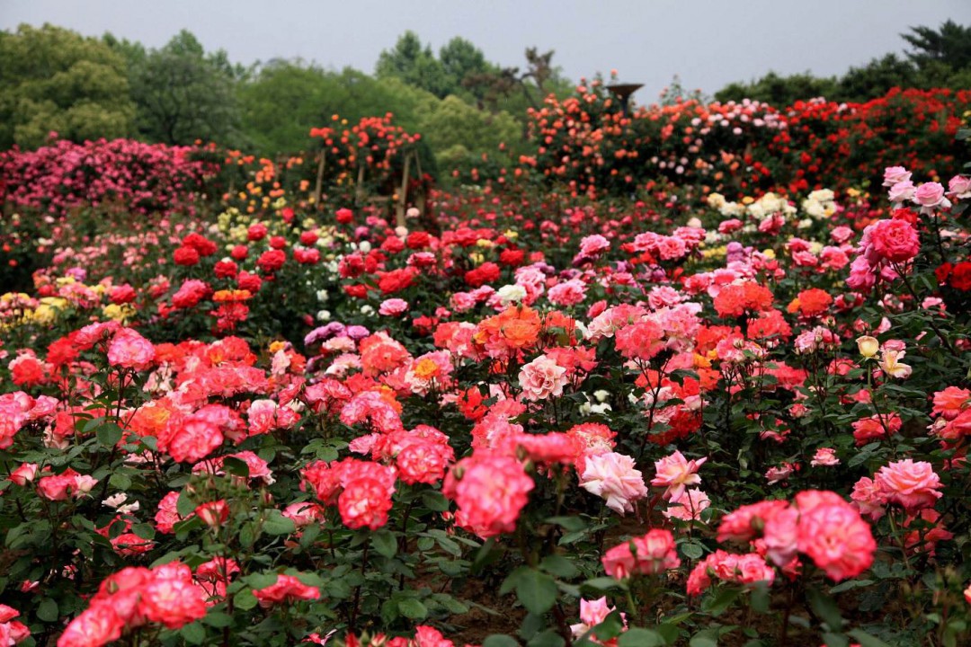 月季花什么时候种植最好(月季花什么时候种植最好养)