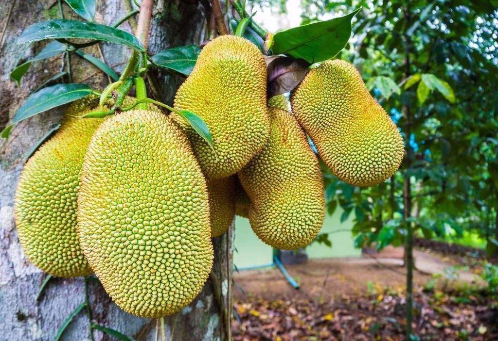 菠萝蜜汁液用什么能洗掉 洗掉菠萝蜜汁液方法