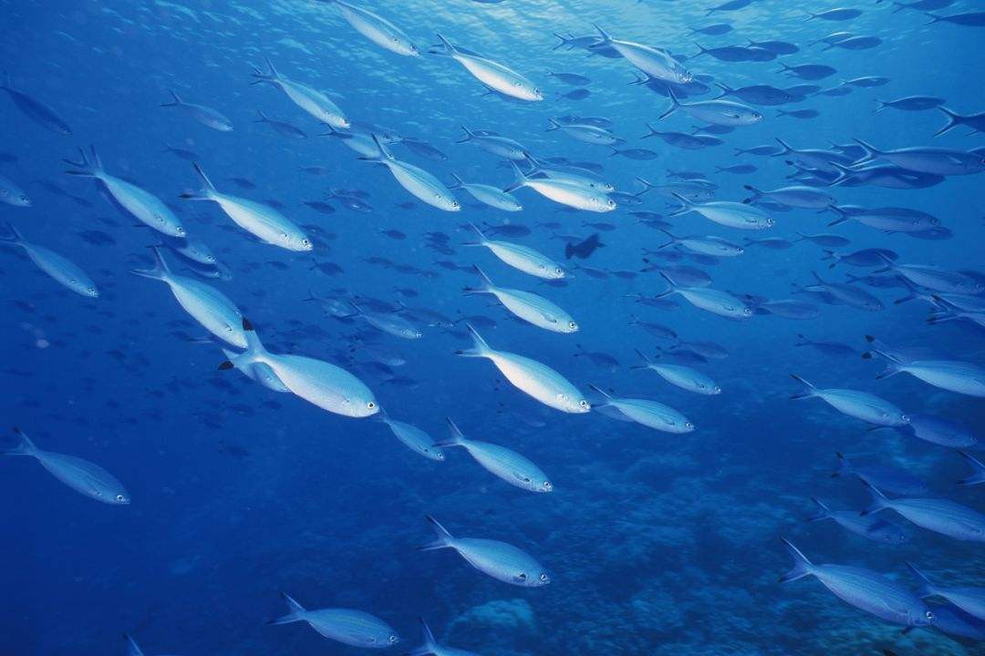 海洋生物资源最丰富的是哪个大洋 生物资源很丰富是哪个海洋