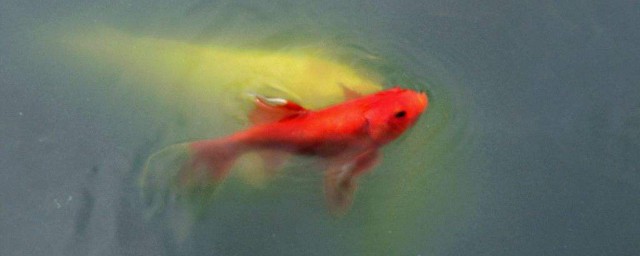 梦见鱼没有尾巴在陆上流血,探索梦境背后的深层含义 梦见鱼没有尾巴在陆上流血,探索梦境背后的深层含义