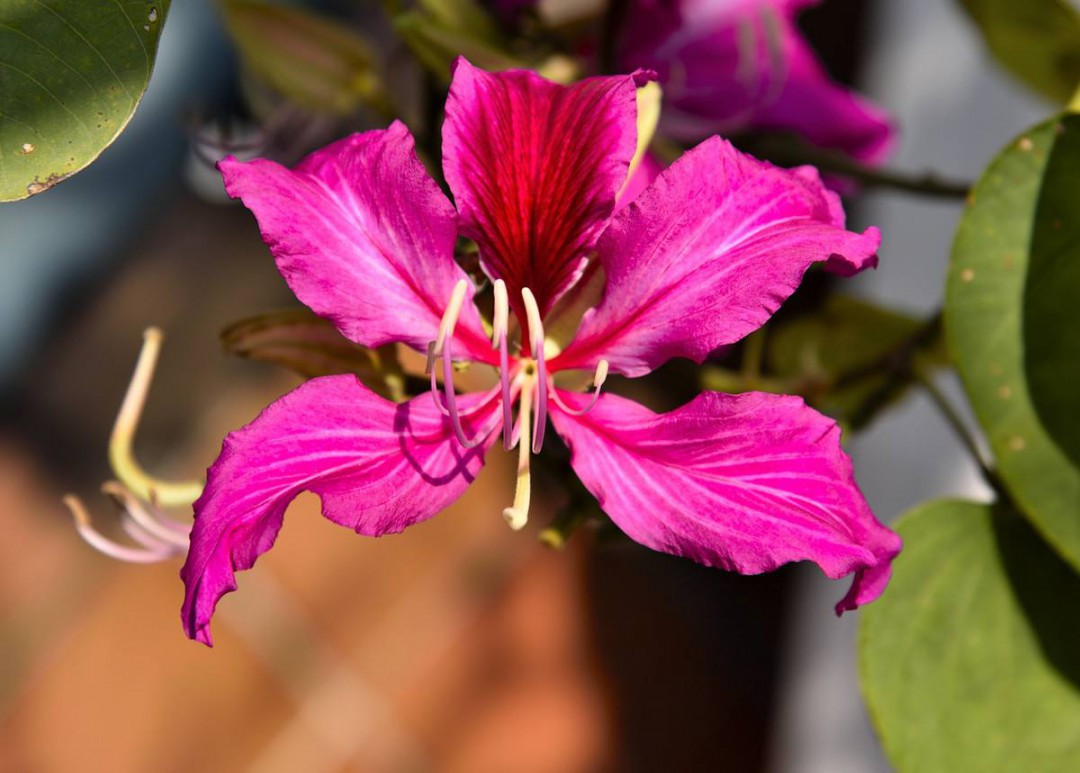 香港的市花是什麼 什麼花是香港的市花