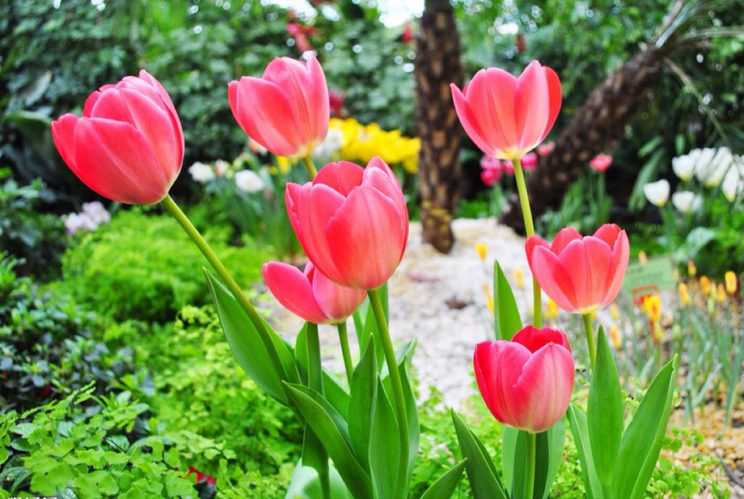 荷兰的国花是什么 荷兰简介-吾尊时尚