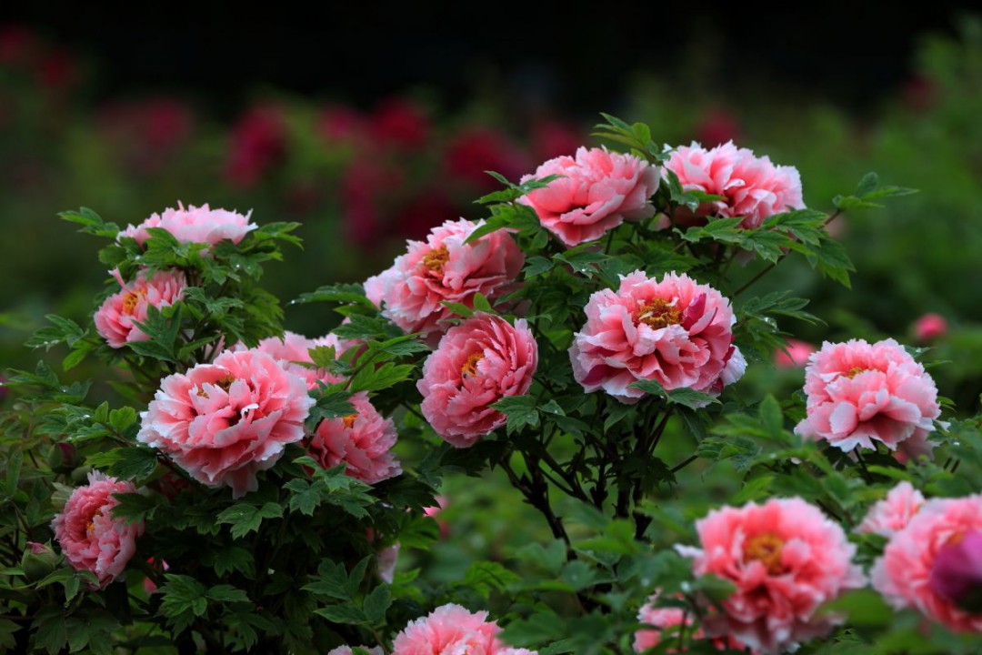 洛阳的市花(洛阳的市花是什么?澳门的区花是什么?)