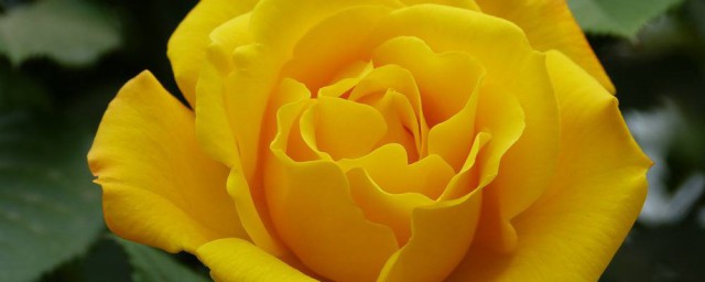 送黃玫瑰是什麼意思 送黃玫瑰的含義,第1张