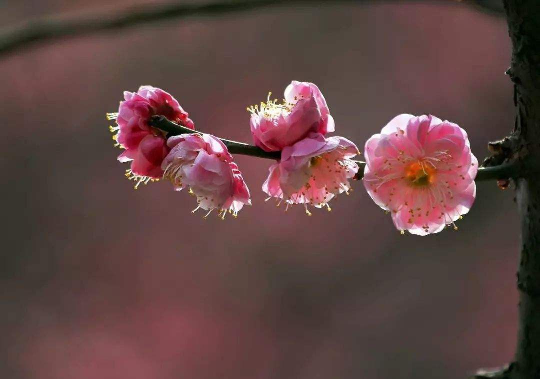 梅花寓意代表什麼意思梅花簡介