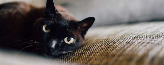 梦到好多黑猫向我扑来，周公解梦与深层心理分析