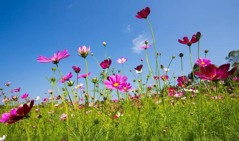 格桑花唯美花语 格桑花的花语是什么