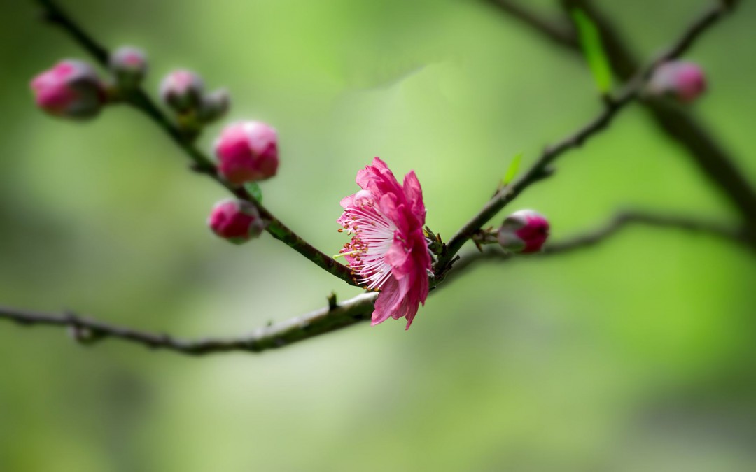 桃花唯美简短的句子 描写春天桃花盛开的句子