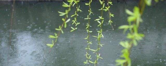 关于雨的优美句子