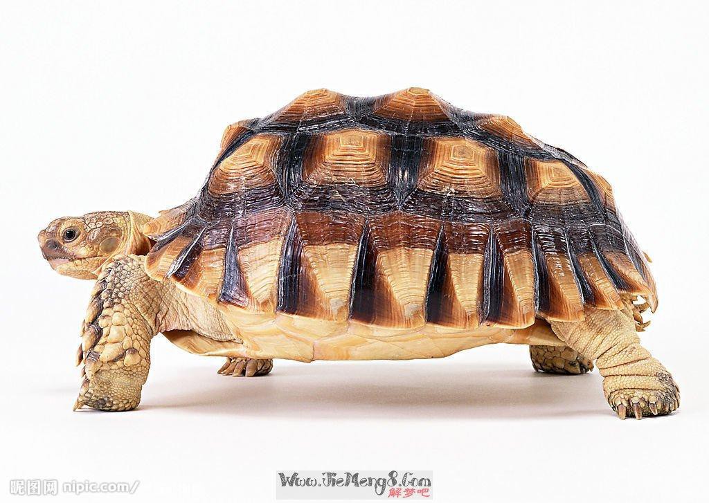 做梦梦见乌龟和蛇,古老象征与现代寓意的交织 做梦梦见乌龟和蛇,古老象征与现代寓意的交织