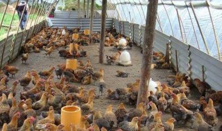 开元棋牌- 开元棋牌官方网站- 开元棋牌APP下载信阳市平桥区：羊肚菌撑起乡村“致富伞”