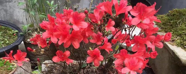 小叶杜鹃花浇水方法杜鹃花浇水四季浇水方法 伊秀经验