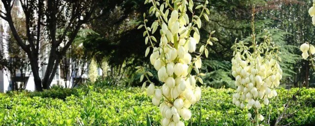 六月开的花6月开什么花 伊秀经验