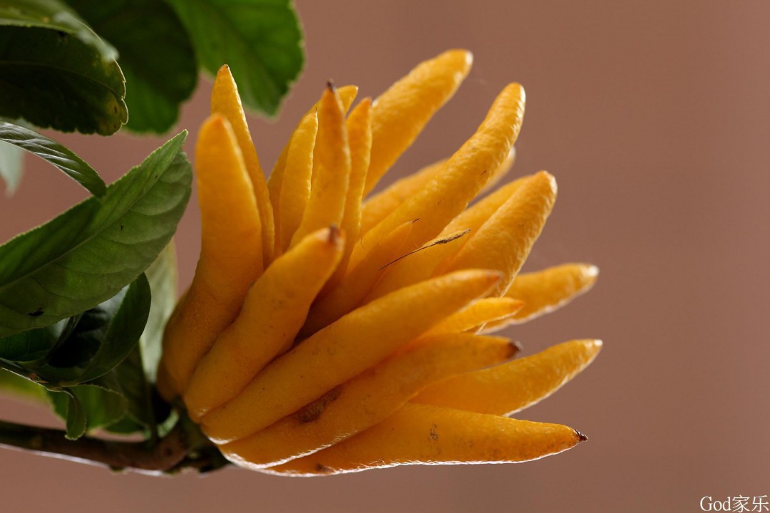 佛手托金的养殖方法 教你佛手托金的养殖方法