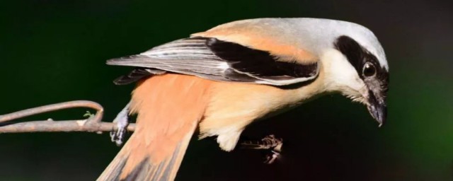 伯勞鳥好養嗎 伯勞鳥好不好養,第1张 伯勞鳥好養嗎 伯勞鳥好不好養,第1张